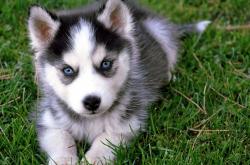 开云体育登录-猛龙的脆败，切特的关键先生加冕礼