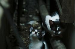 开云体育-北境雪原与沙漠热浪，格纳布里如何一手掌控两种足球文明的对话