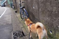 开云体育官网-玫瑰与荆棘之路，奥亚尔萨瓦尔与英超之夜的神谕