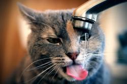 开云sport-寂静中爆发，加拿大战术窒息沙特，格列兹曼如何成为唯一破局者？