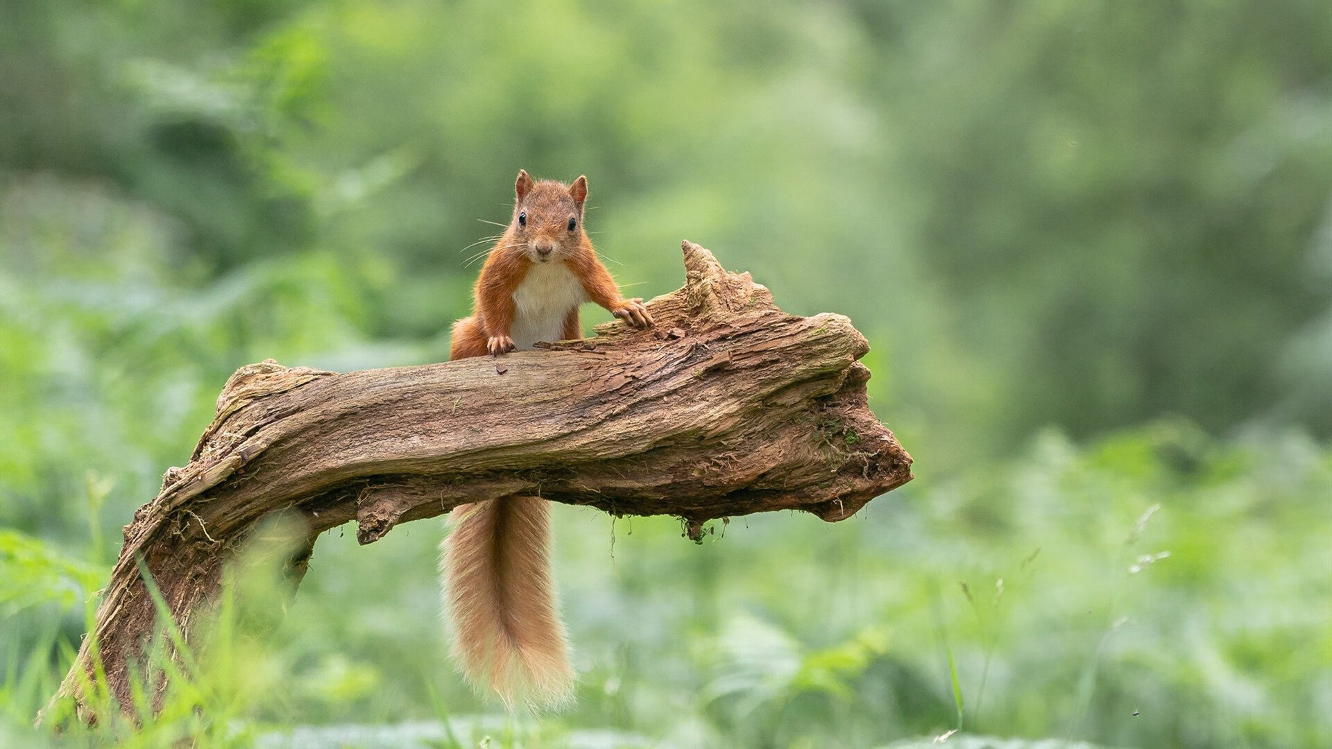 绝地反击！德罗赞末节狂飙导演惊天逆转