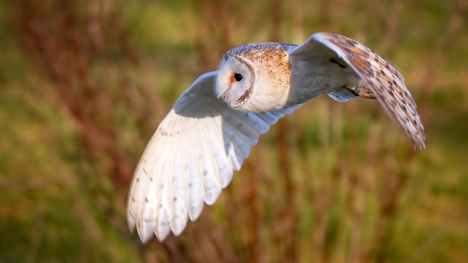 银石启示录，当新贵碾压豪门，孤勇者独扛战旗