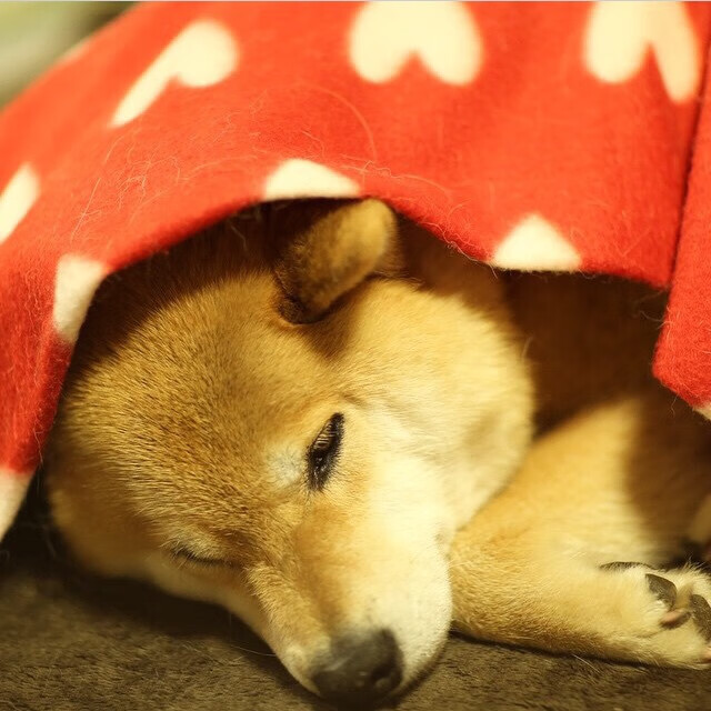 狼王狂啸破鹿群，浓眉擎天定乾坤