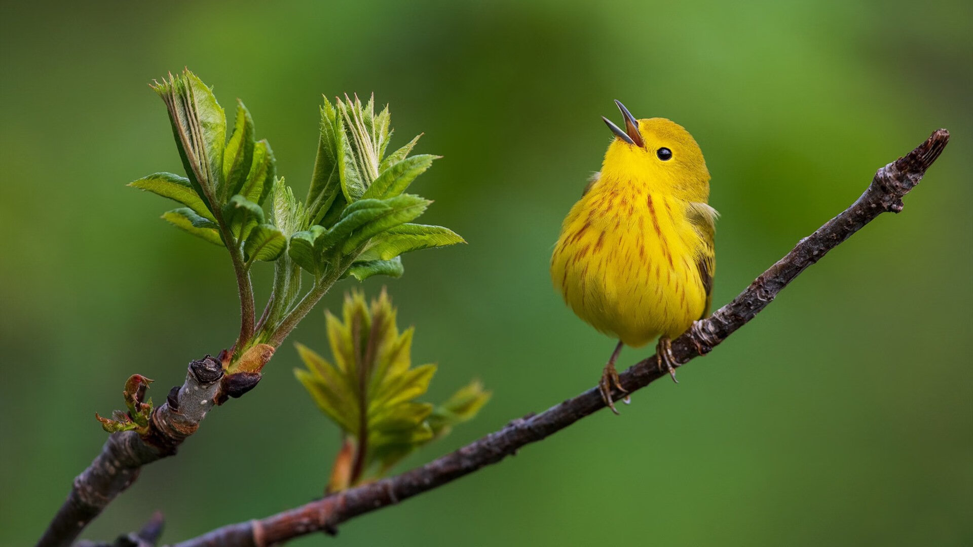 当足球遇见篮球，奥利维耶在西决式生死战中率领阿森纳碾压拉齐奥