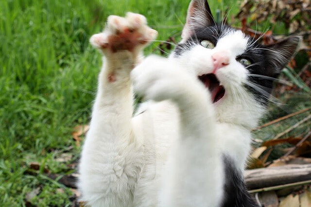 红土上的疆界，比利时三杰决胜局逆袭摩纳哥