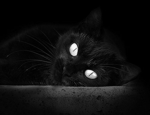 伯纳乌赛道上的超车,当足球战术化身F1进站策略,皇马如何维修区击溃比利时豪门