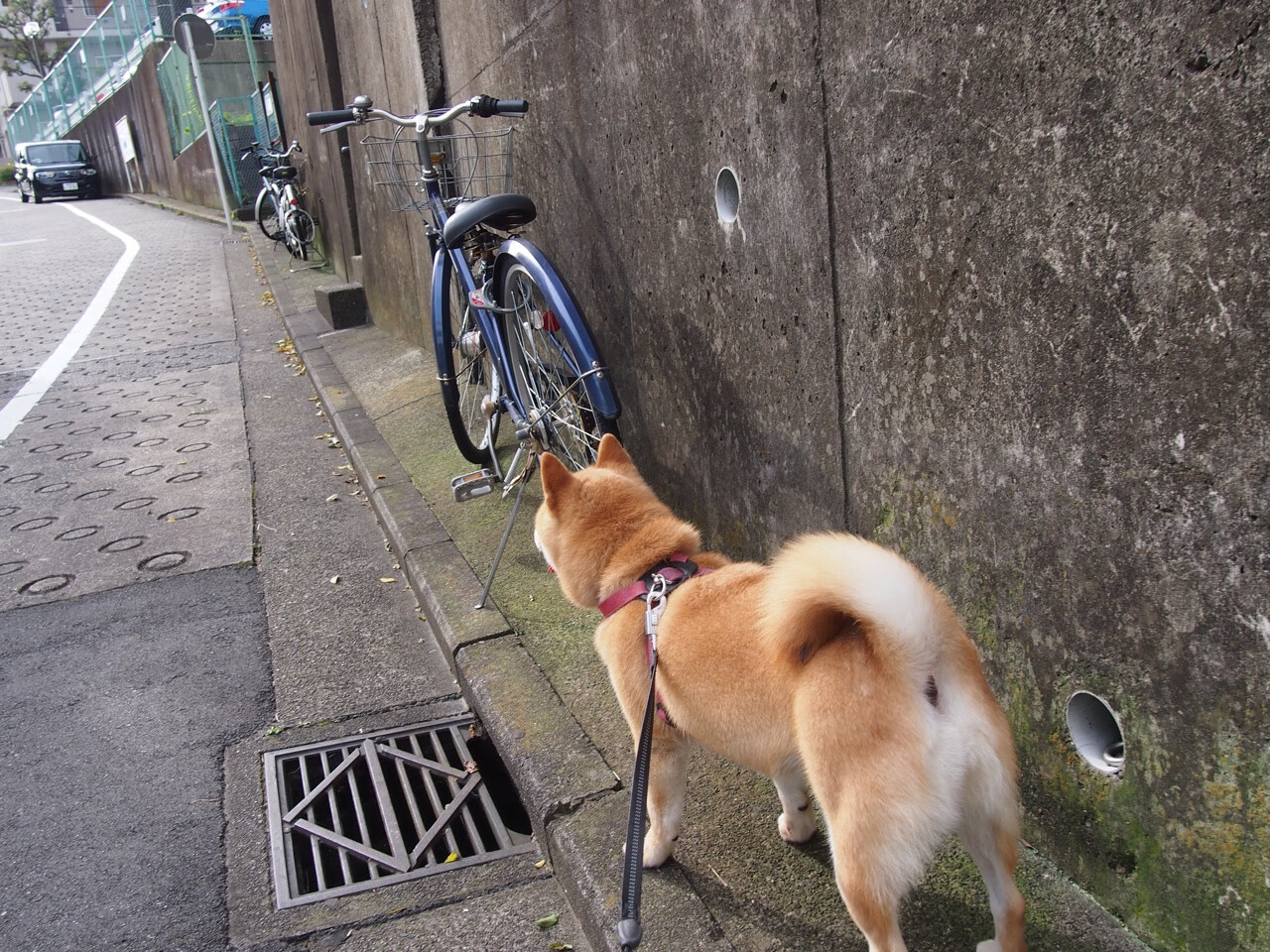 阿坎吉状态火热引爆全场，雷恩欧联杯5-0狂胜爱尔兰劲旅沙姆洛克流浪者