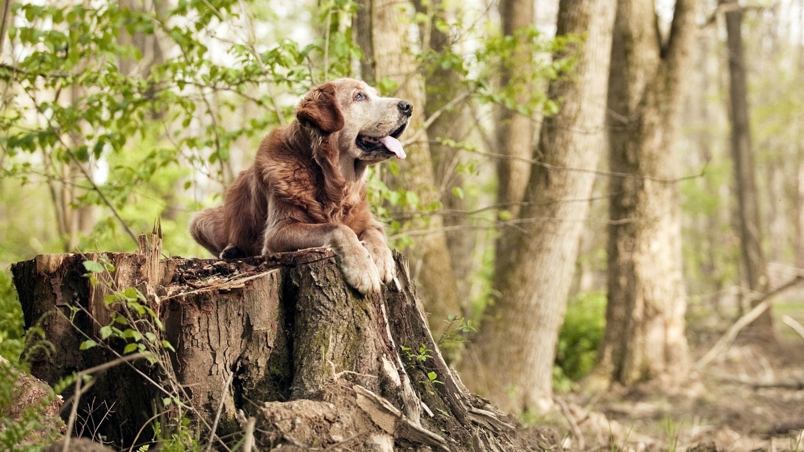 东方巨龙遇阻芝加哥风暴，塔图姆末节20分导演史诗逆转