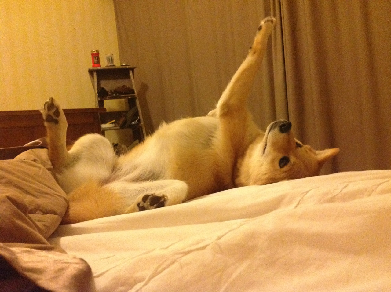 铁壁与洪流，当团队铁律驯服个人野性，福克斯的匕首刺穿山西的夜空