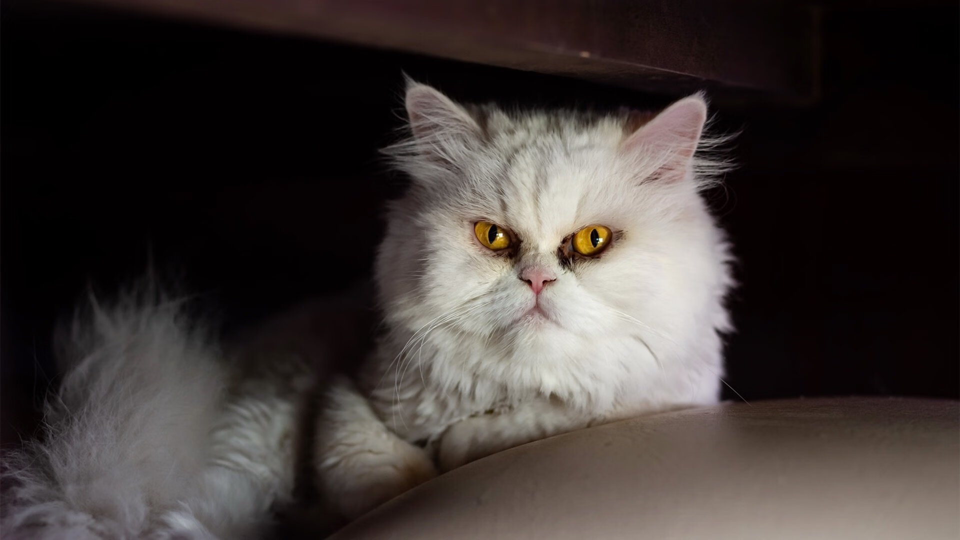 梦幻连线，新疆飞虎冰封掘金高原，塔图姆跨洲际演绎关键先生传奇