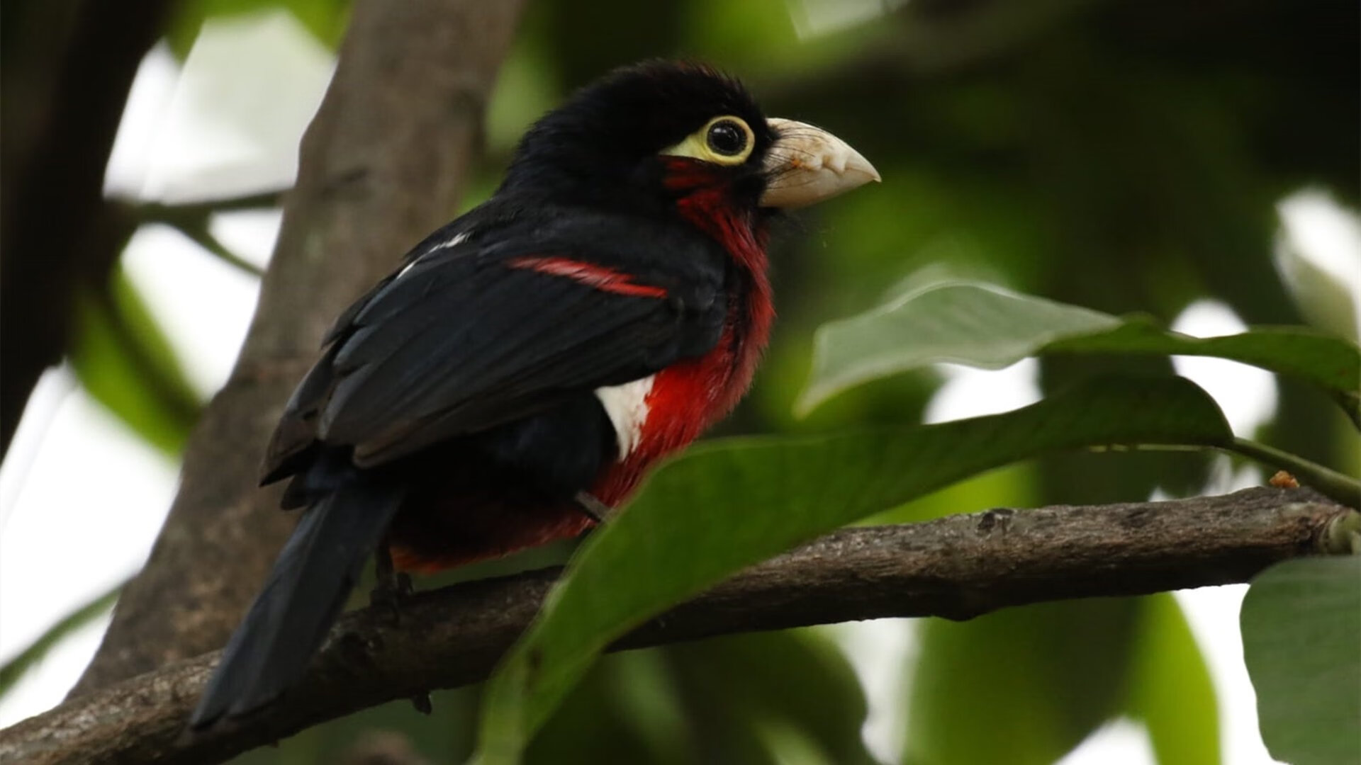 右翼风暴，卡瓦哈尔单骑闯关，一击制胜