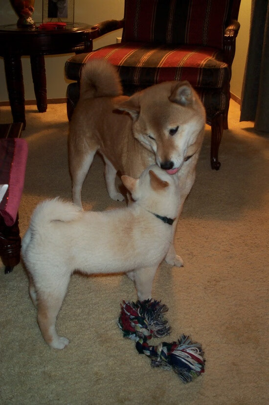 跨越太平洋的破晓之战,当广厦遇见国王,谁才是这场焦点之战的终极赢家?