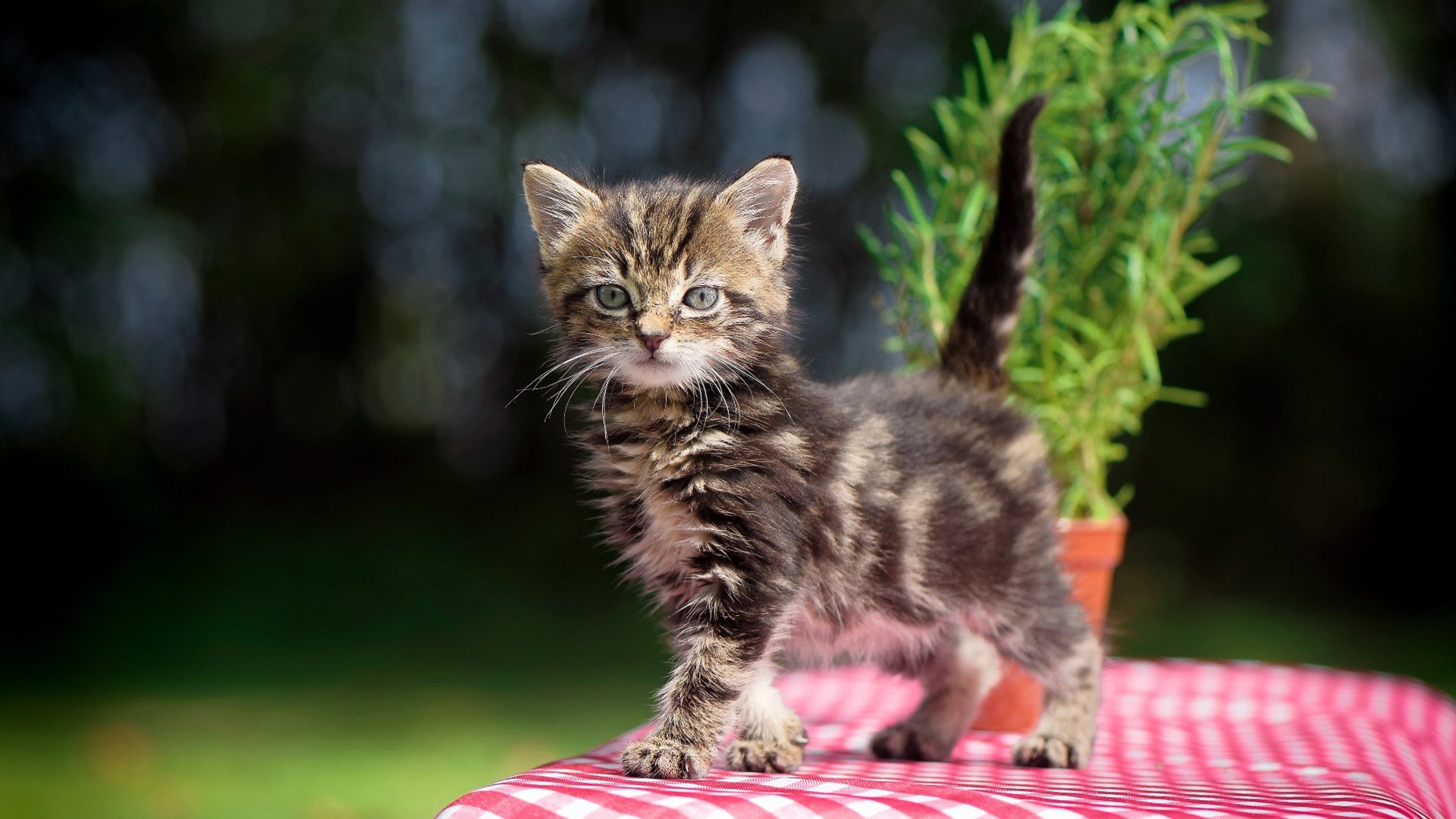 阿拉巴,从配角到关键先生的皇马诠释