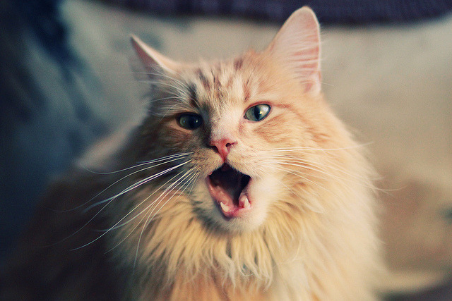 单核与群狼,当德布劳内的才华遇上阿尔及利亚的意志