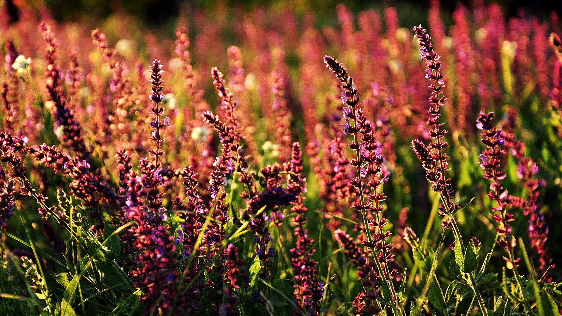 克瓦拉连线丹朱马，黄潜艇末节带走勒沃库森
