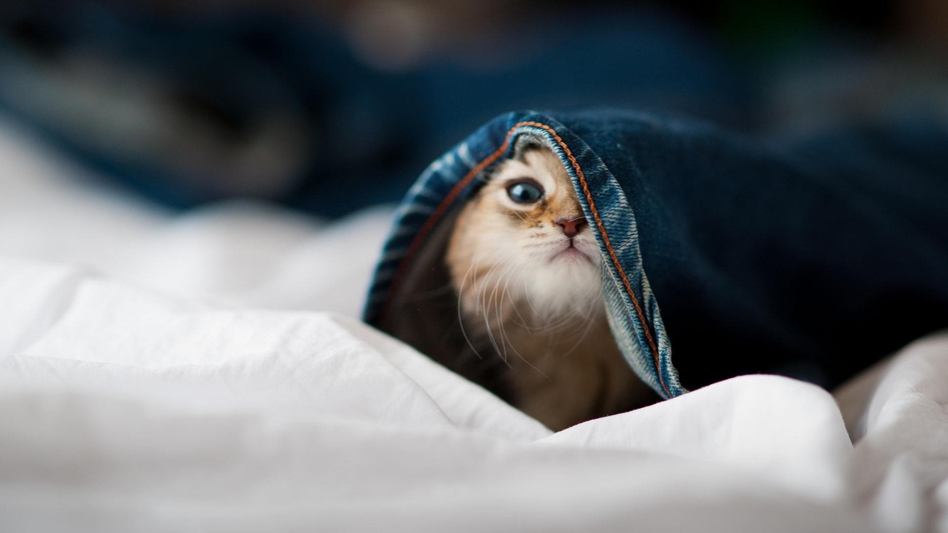 孤勇与群狼，奥纳纳神扑救主，突尼斯血性逼平利物浦