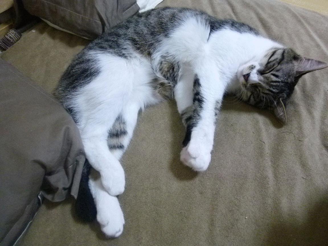 国王的最后舞步,阿劳霍在抢七炼狱中镌刻的统治印记