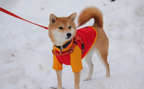 双线战争，佛罗伦萨的亚平宁烽火与卡塞米罗的北美征伐