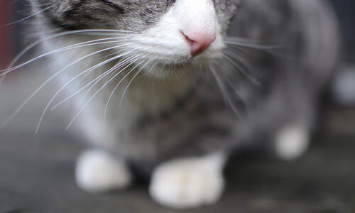 黑白琴键与红色风暴，恩佐的独奏之夜