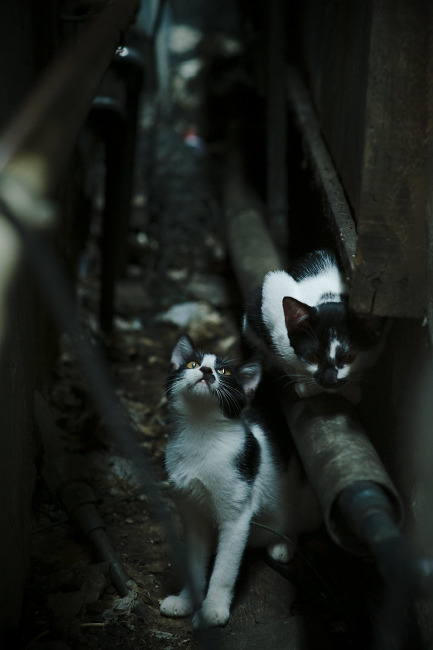 北境雪原与沙漠热浪,格纳布里如何一手掌控两种足球文明的对话