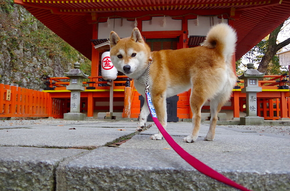 一剑封喉—奥运周期关键战中开拓者绝杀浙江队纪实