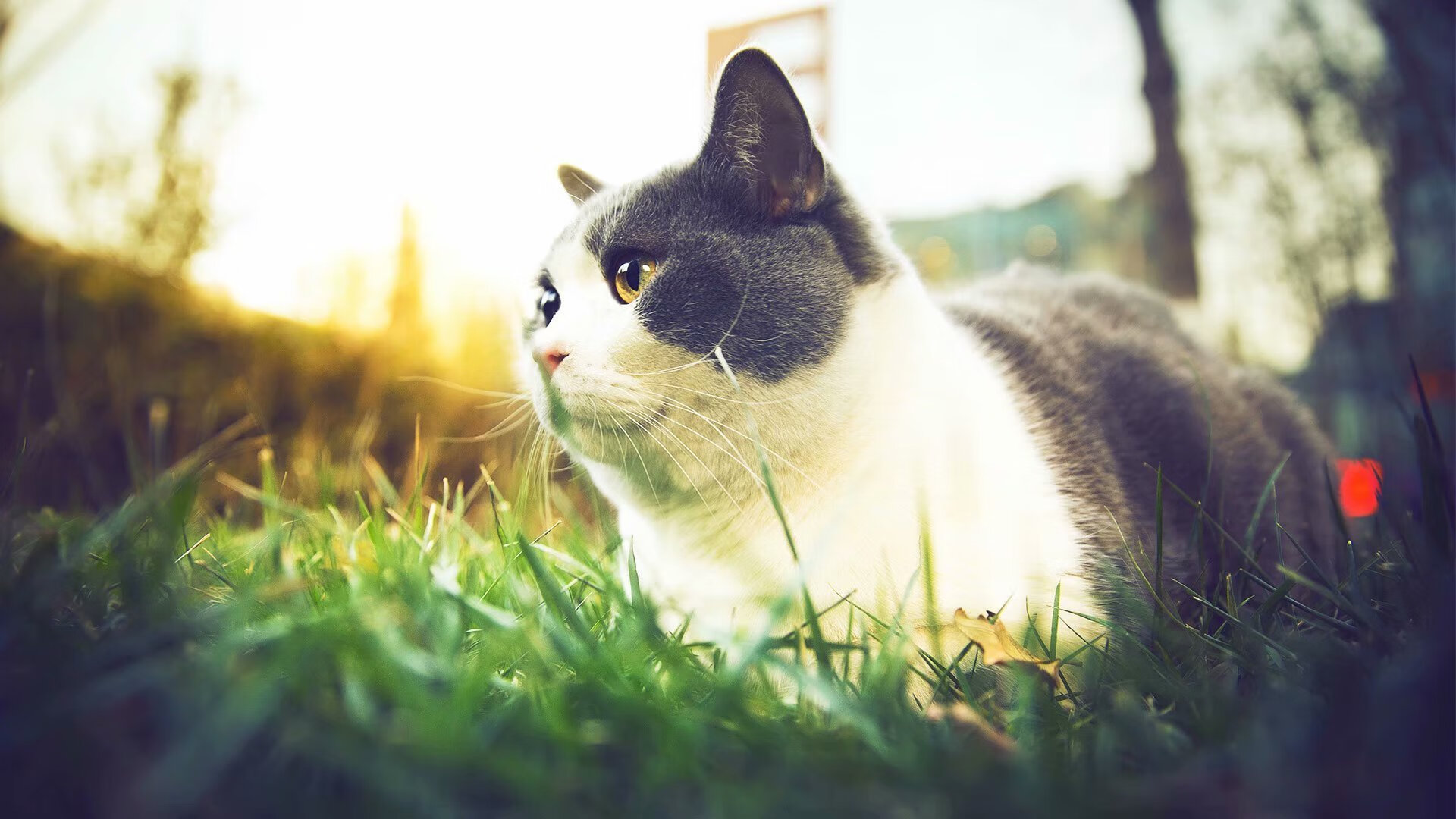 非洲之力终结绿白军团，皇马铁卫铭刻五百场坚守—足球世界的多元叙事