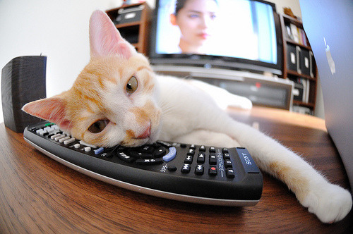 双城记,快船力克灰熊展团队韧性,库里里程碑之夜回击质疑