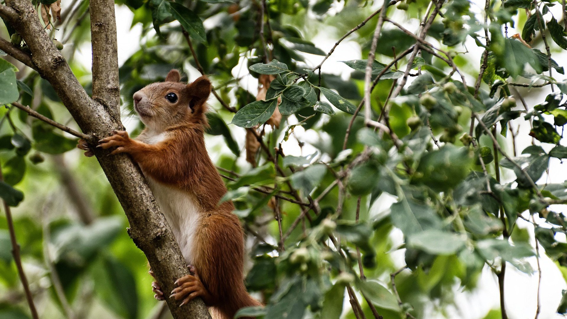 迪亚斯一锤定音,新西兰爆冷提前终结国际米兰欧冠悬念