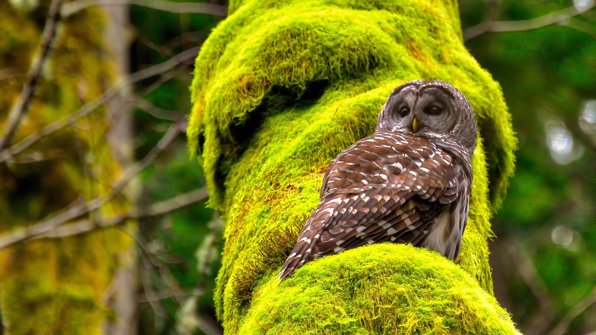 唯一的胜者,当历史在哨声中改写
