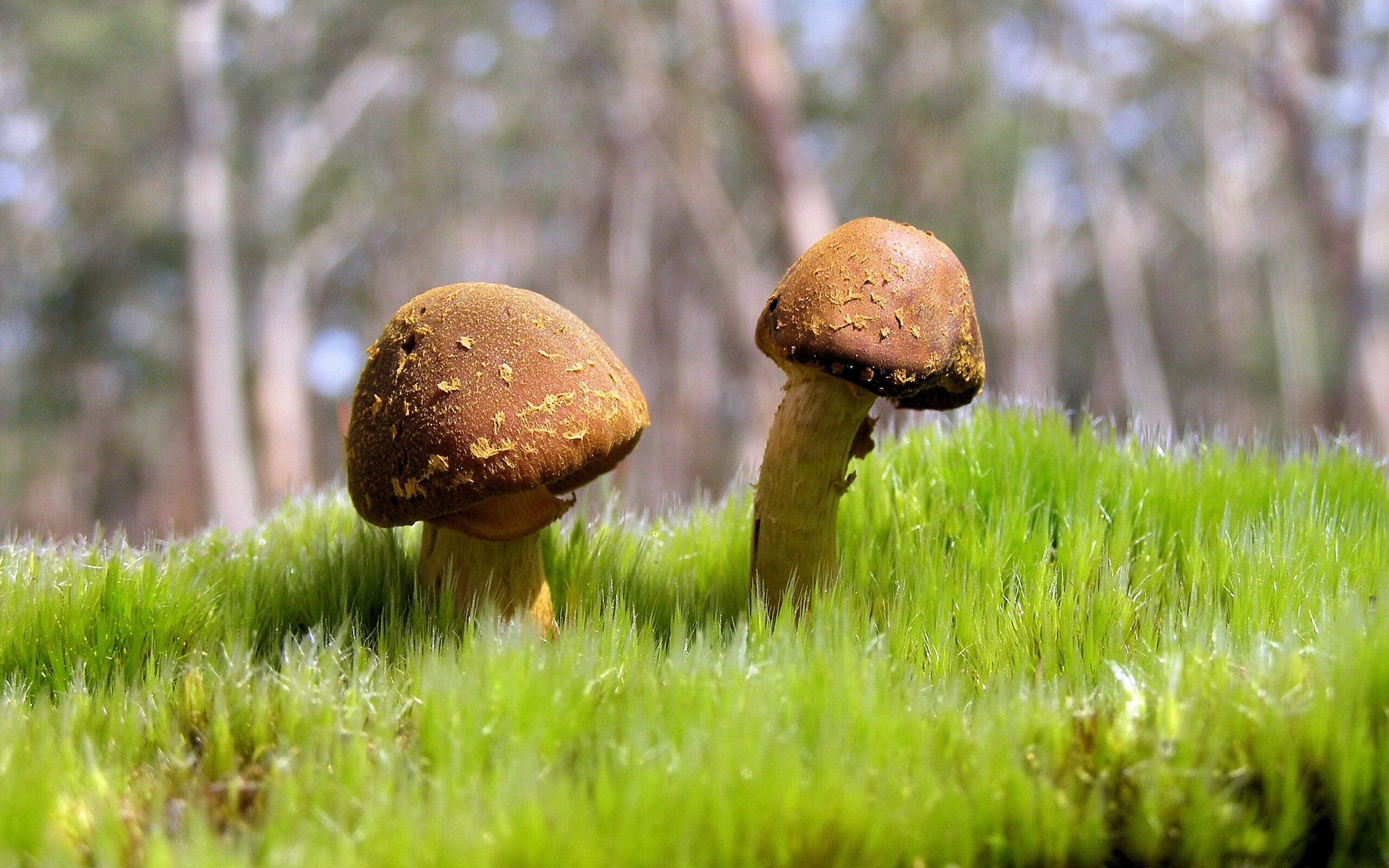 风暴与藤蔓,巴黎如何用精密的绞杀战术令巴萨窒息