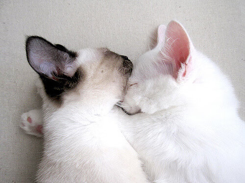 维也纳的雨，加勒比的风，恩佐一球连接两个世界