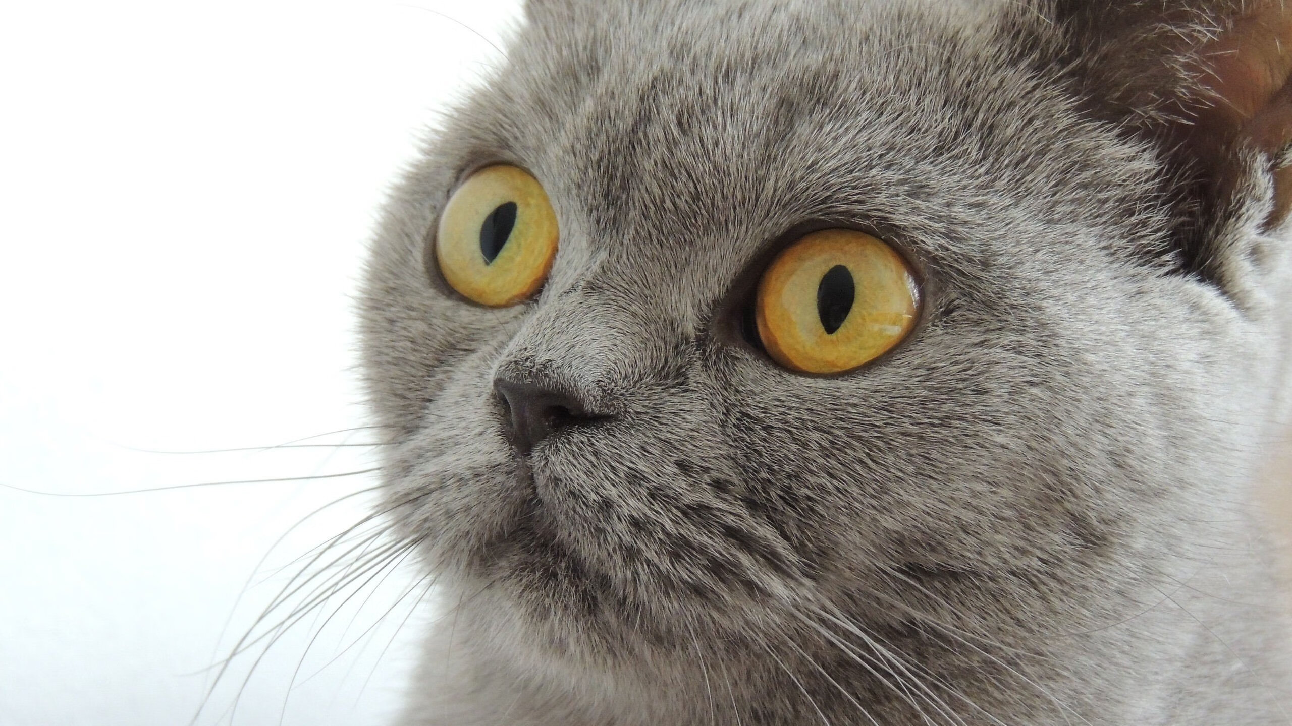 沙漠旋风席卷亚平宁,卡塔尔神锋两度破门,西班牙斗牛士惨遭技术压制