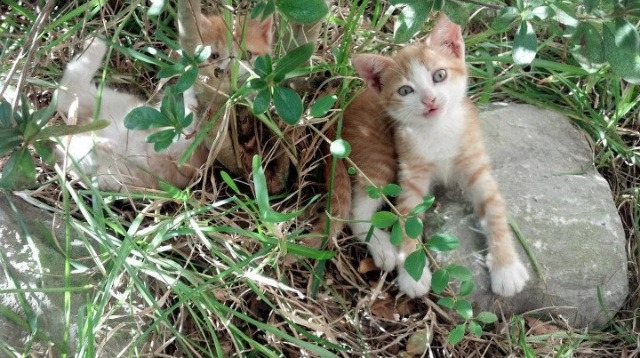 C罗爆发与芬兰节奏，足球战术的碰撞与融合