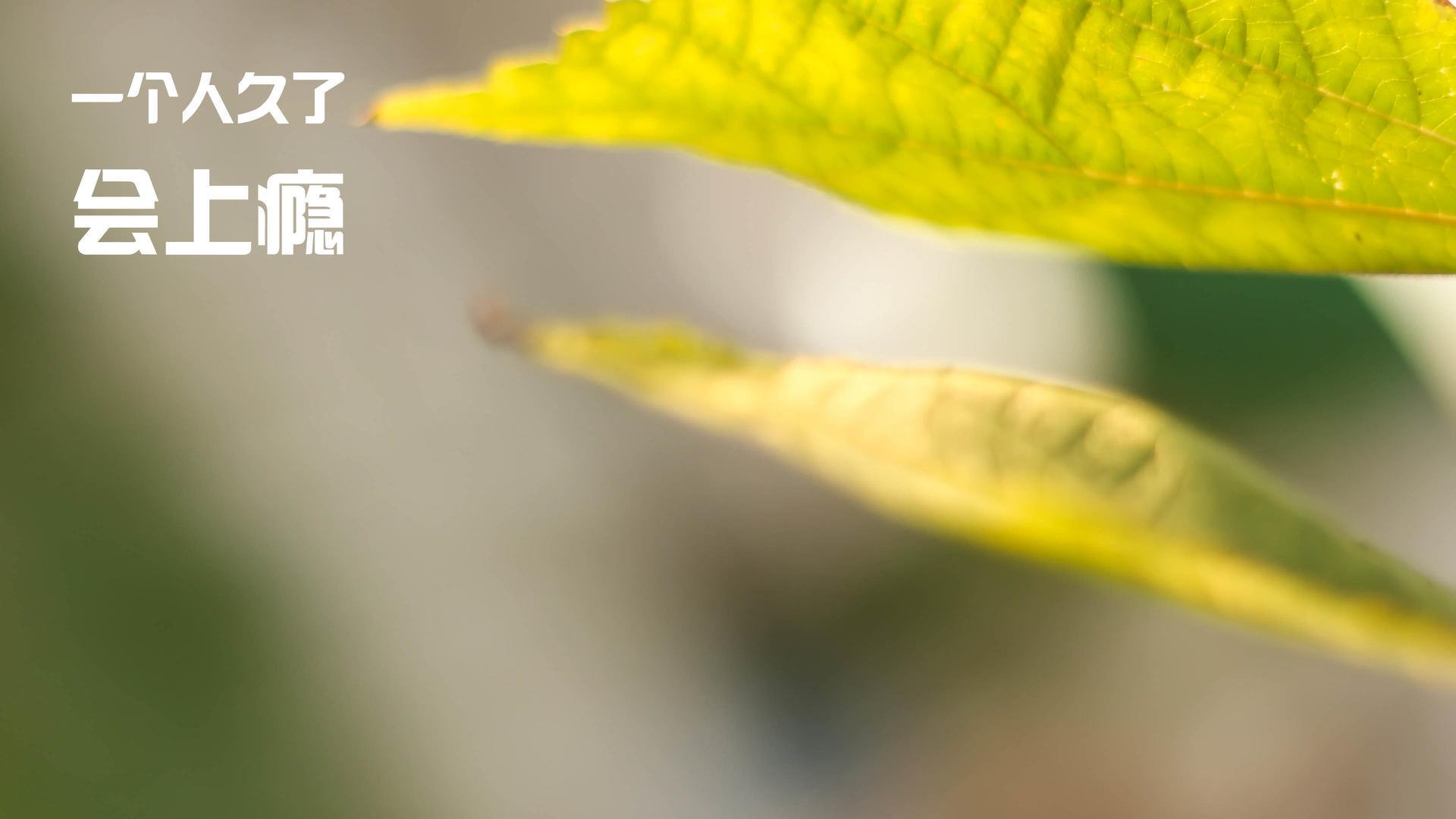 玫瑰与荆棘之路，奥亚尔萨瓦尔与英超之夜的神谕